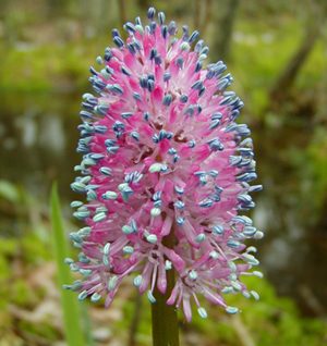 Swamp pink flower